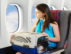 Transport zwierząt samolotem